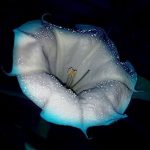 Moon Flower